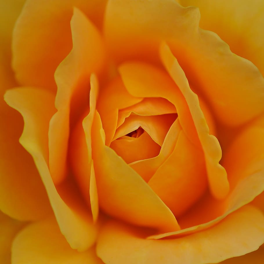 pink, flower, yellow, macro, petal, flower head, freshness HD wallpaper