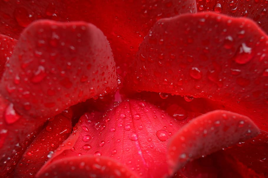 HD wallpaper: Flower, Drops, Rose, rain, rose flower, rose petals ...