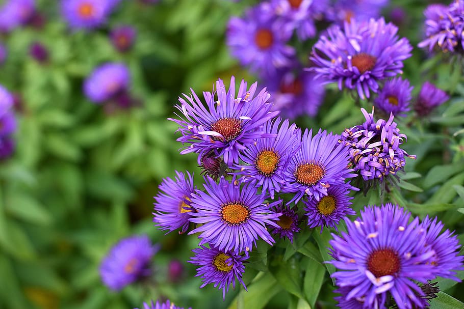 closeup photography of purple petaled flowrs, aster, smooth aster, HD wallpaper