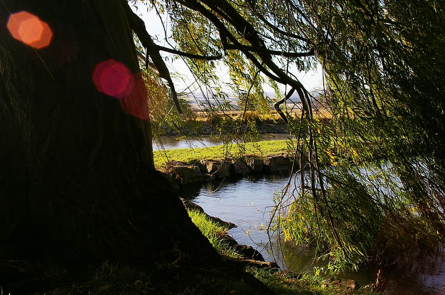light, tree, lake, nature, sunlight, plant, water, tranquility HD wallpaper