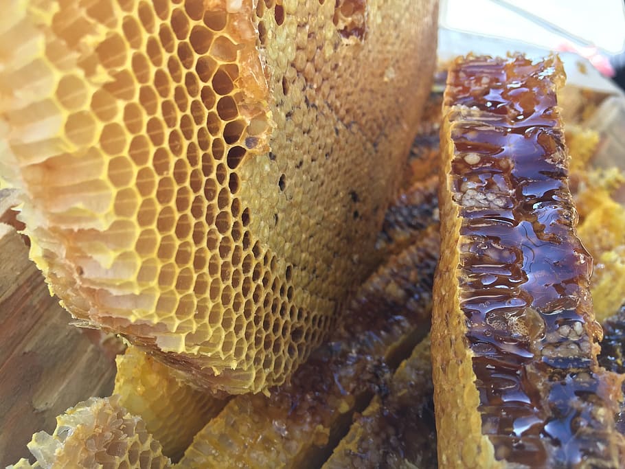 Soil Honey, The Original Ecology, natural, mucao, honeycomb, beehive, HD wallpaper