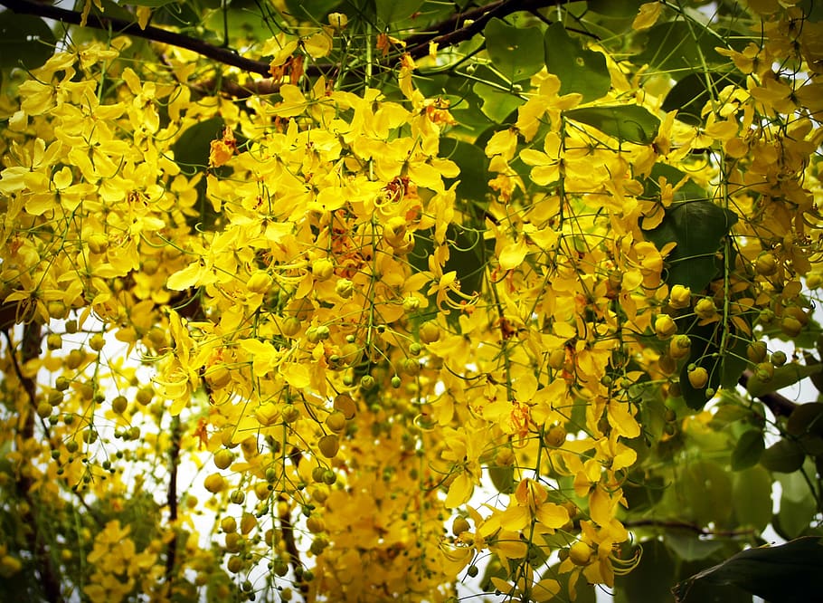 cassia, shower, golden, tree, white, summer, blossom, laburnum