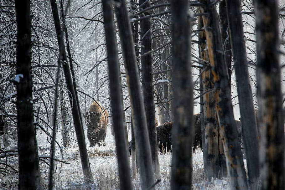several animals on grass lawn surrounded by bare trees, bison HD wallpaper