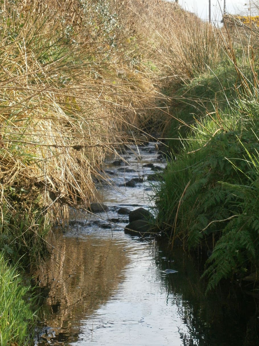 Ditch, Goit, Reeds, Stream, Water, Flow, flowing, environment HD wallpaper
