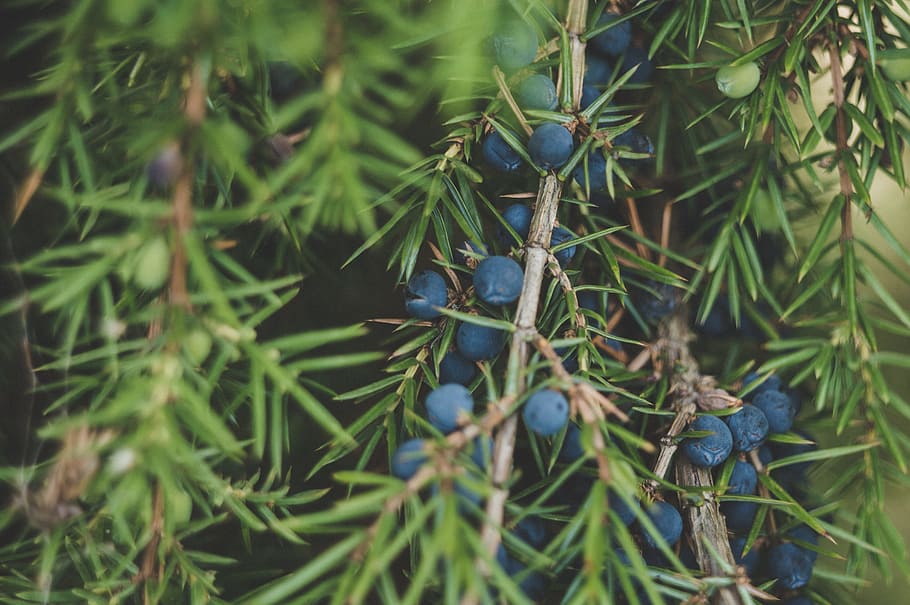 Green Leafed Tree, berries, branches, close -up, colors, environment HD wallpaper
