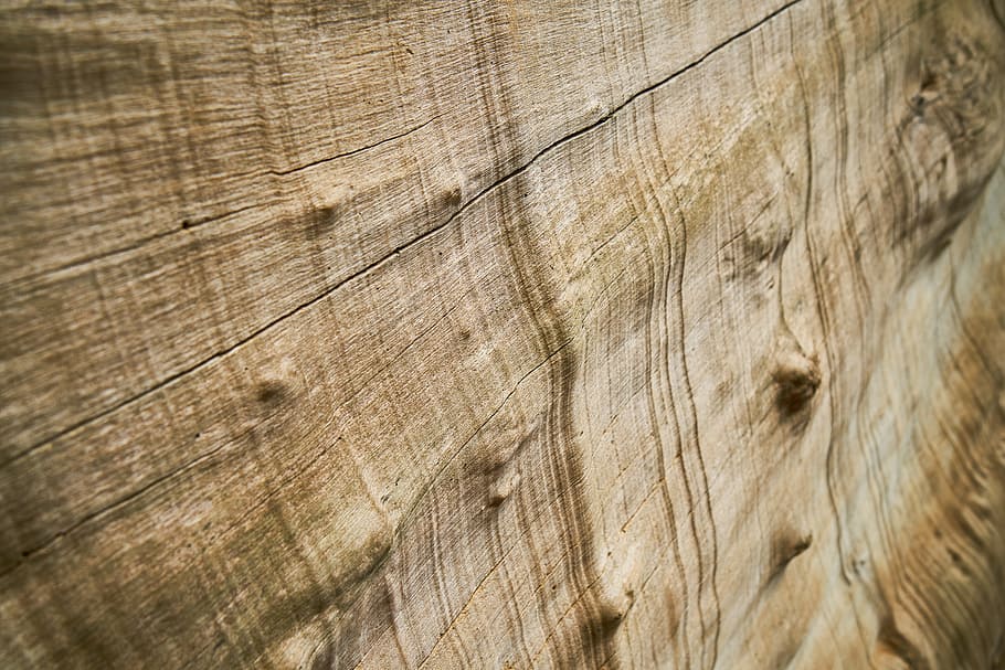 abstract, texture, tree, macro, pattern, detail, nobody, backgrounds HD wallpaper