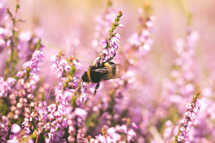 shallow focus photography of bee on flower, selective focus photography of honeybee on pink petaled flower HD wallpaper