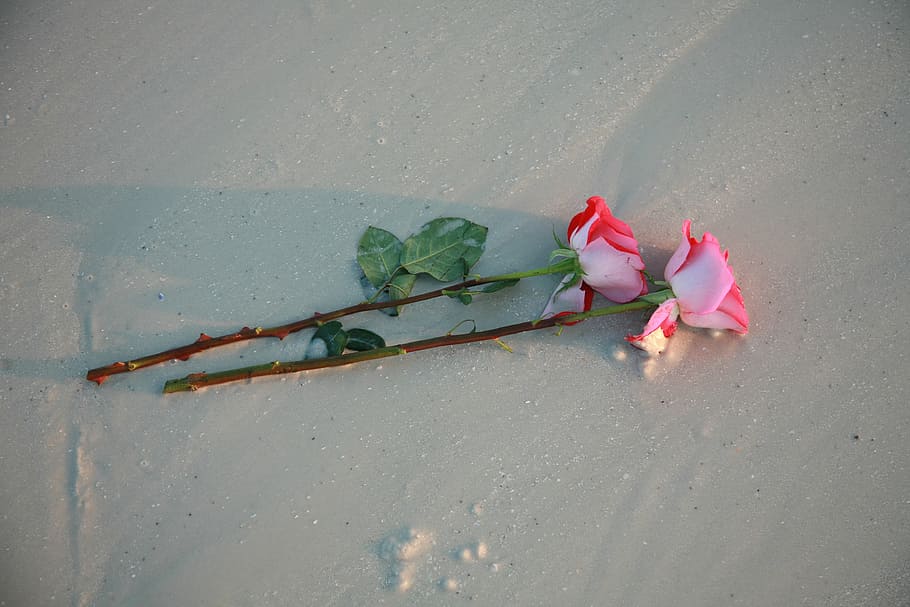 two, roses, beach, flower, romance, beauty in nature, pink color HD wallpaper