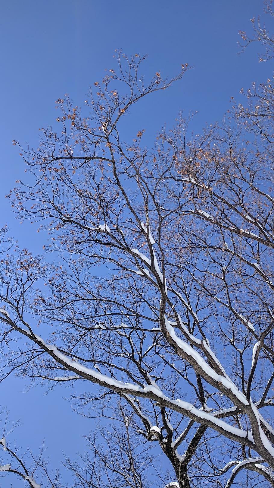 tree, snow, sky, branch, plant, low angle view, bare tree, blue HD wallpaper