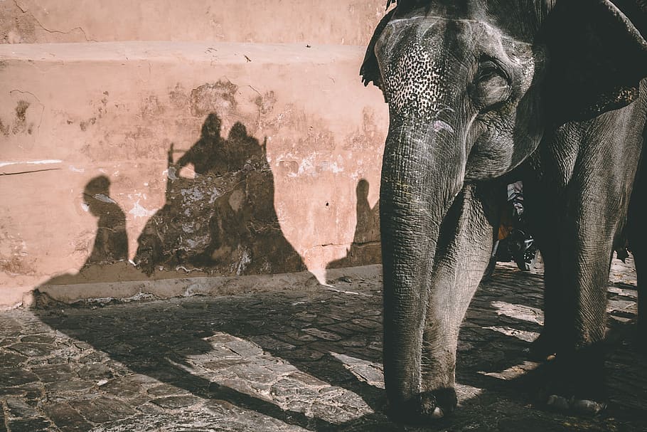 gray elephant standing beside brown wall, black elephant standing beside brown concrete wall at daytime HD wallpaper