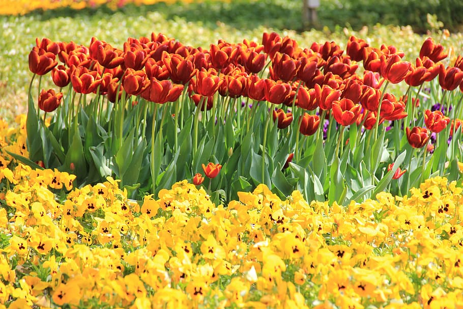 Flowers, Spring, Easter, Tulips, Pansy, yellow, red, plant HD wallpaper