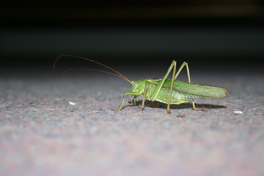 grasshopper, insect, green, close, one animal, invertebrate HD wallpaper