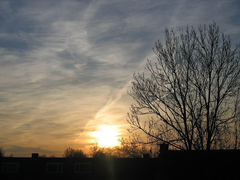 evening, air, sun, hot, sunset, tree, colorful sunset, silhouette HD wallpaper