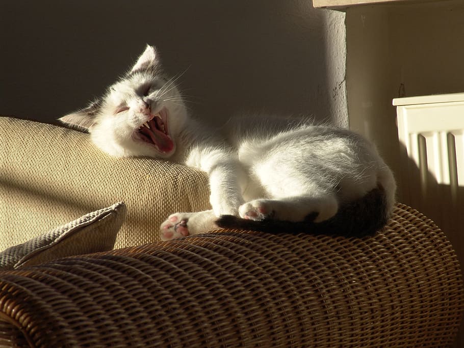 cat, light, animal, mammal, pets, domestic, domestic animals HD wallpaper
