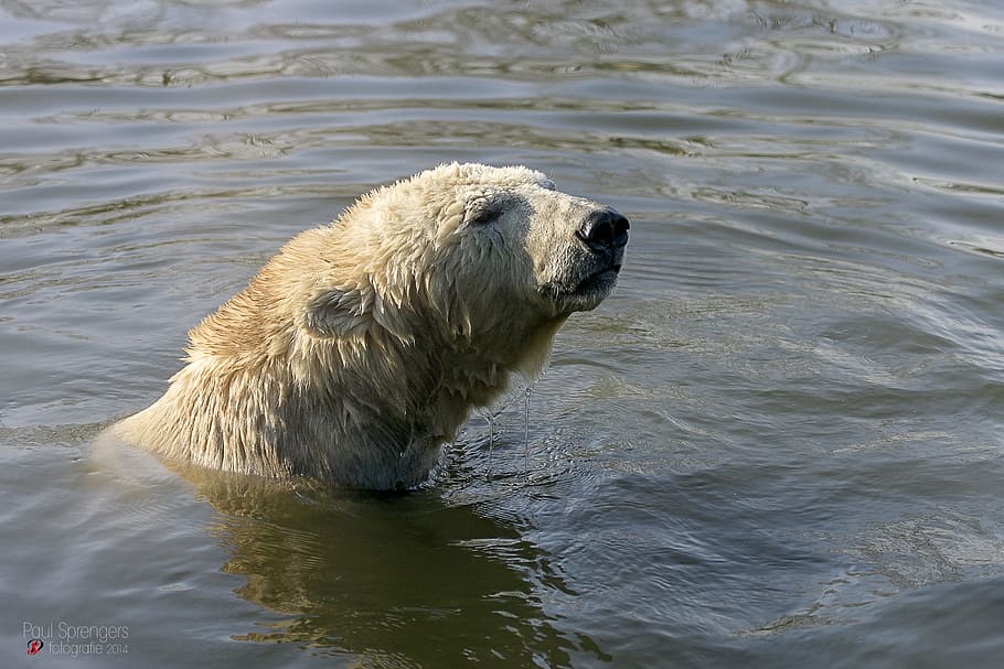 polar bear, zoo, animal, animal themes, animal wildlife, animals in the wild HD wallpaper