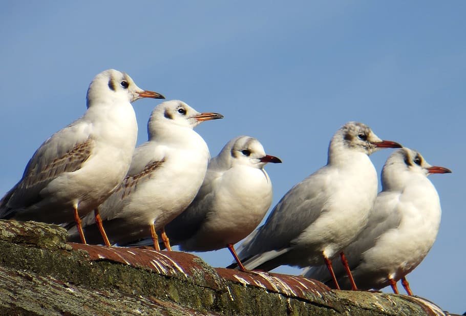 seagulls, birds, animals, group of animals, animal themes, vertebrate HD wallpaper