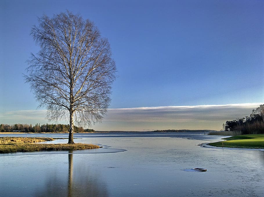 leafless tree near body of water during daytime, winter, lake HD wallpaper