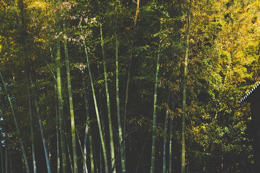 Forest Trees, nature, outdoors, green Color, woodland, leaf, plant HD wallpaper