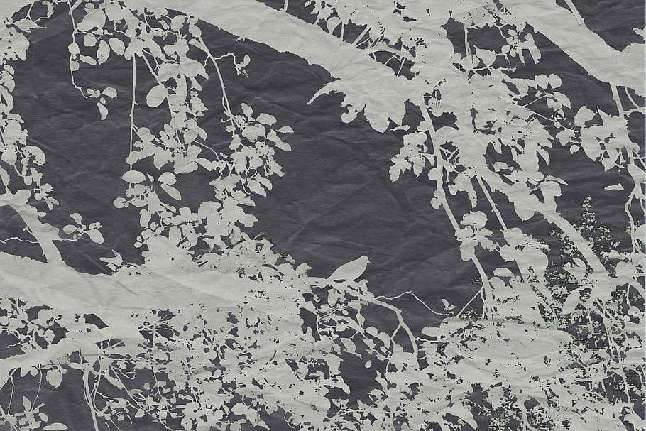 veiling, effect, bird, branch, vector, nature, tree, branches HD wallpaper