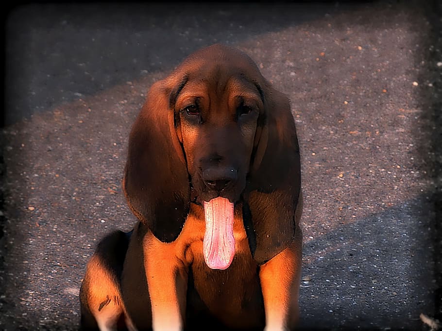 hound, dog, pet, brown, canine, animal, animal themes, mammal HD wallpaper