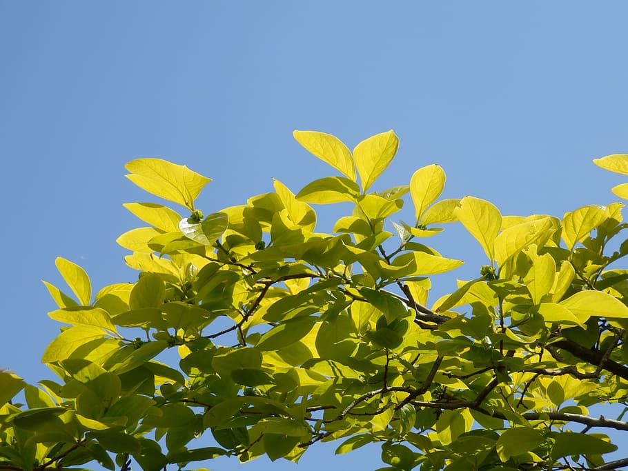 young leaves, spring, persimmon, oyster, blue sky, branch, arboretum HD wallpaper