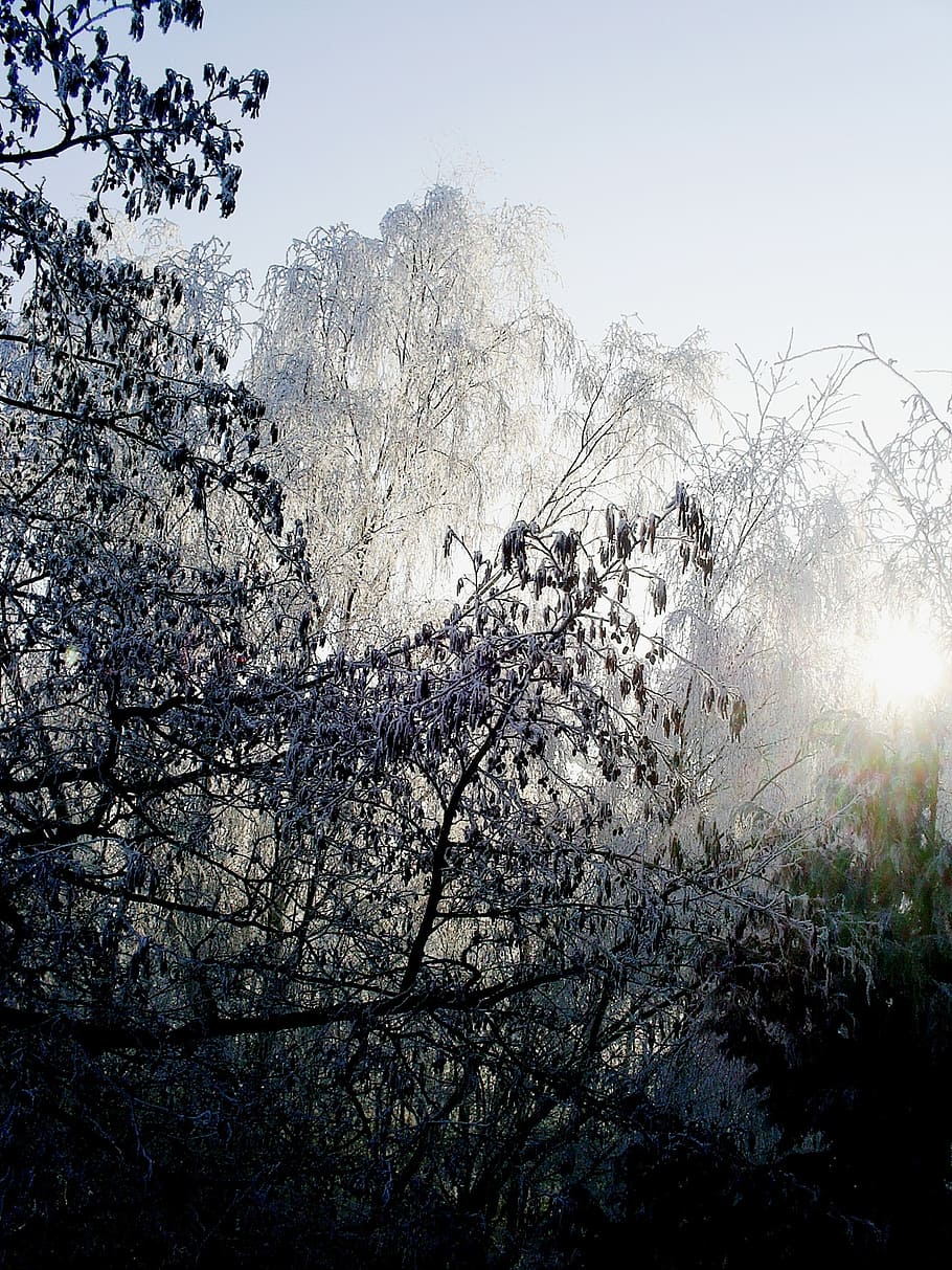sunlight, trees, winter, frost, nature, landscape, forest, beautiful HD wallpaper