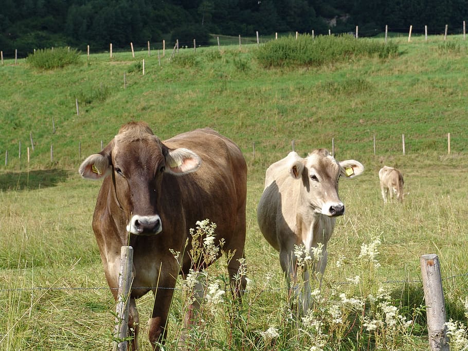 Nature, Meadow, riinder, cow, grass, animal themes, cattle HD wallpaper