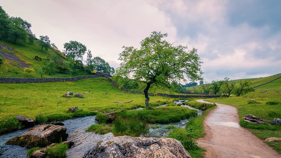 green tree and green grass field, malham, yorkshire dales, landscape HD wallpaper
