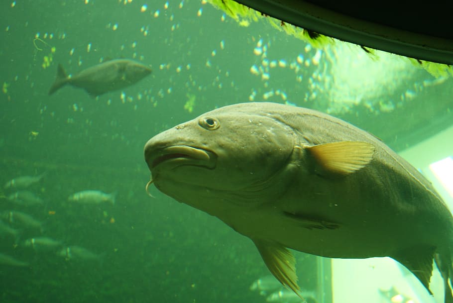 fish, sea, world, water, marine, aquarium, underwater, nature HD wallpaper