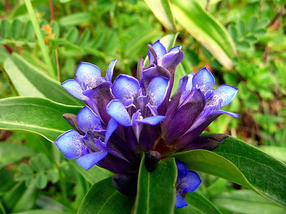 Nature, Flower, blue, purple, leaf, beauty in nature, green color HD wallpaper