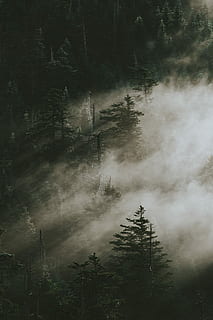pine trees surrounded by fogs, aerial view photography of misty forest HD wallpaper