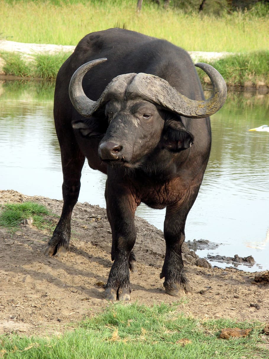black bison near body of water, water buffalo, africa, animal