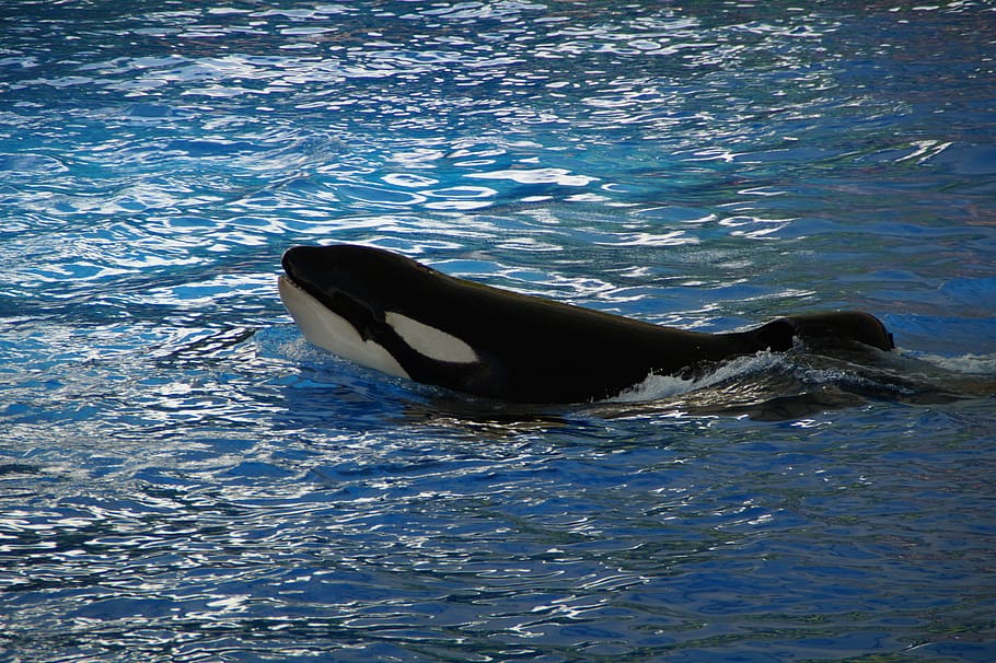 orca, wal, killer, killer whale, orcinus orca, animal, blue, HD wallpaper