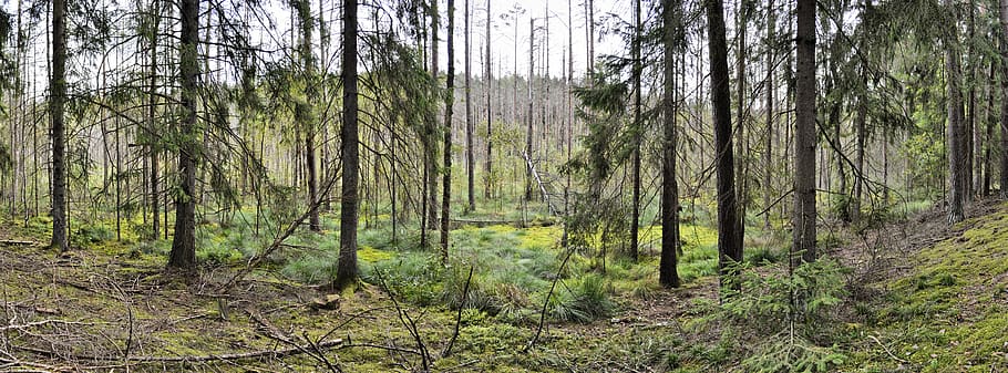 forest nature, panorama, landscape, tree, plant, woodland, tree trunk HD wallpaper