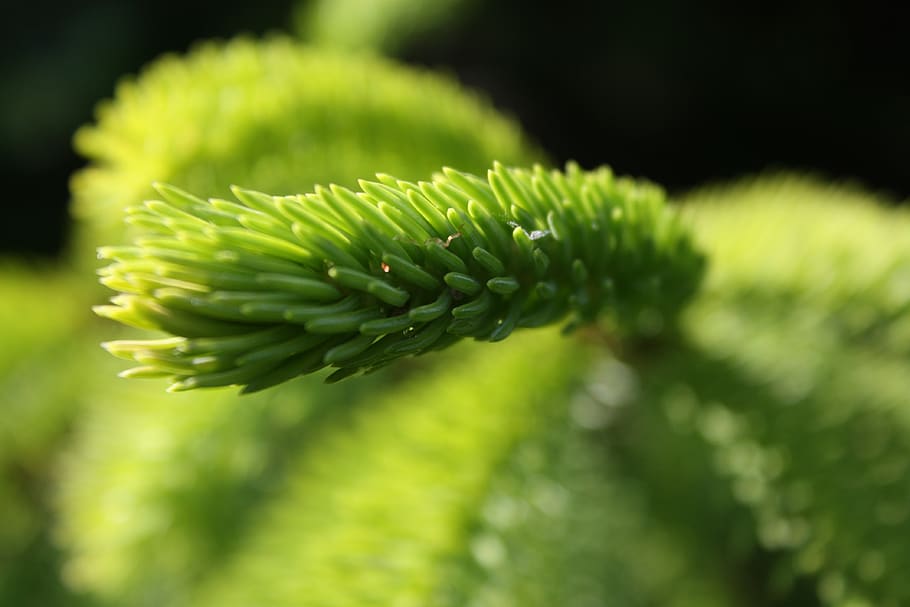 nature, outdoors, leaf, tree, pine, green, plants, macro, summer HD wallpaper