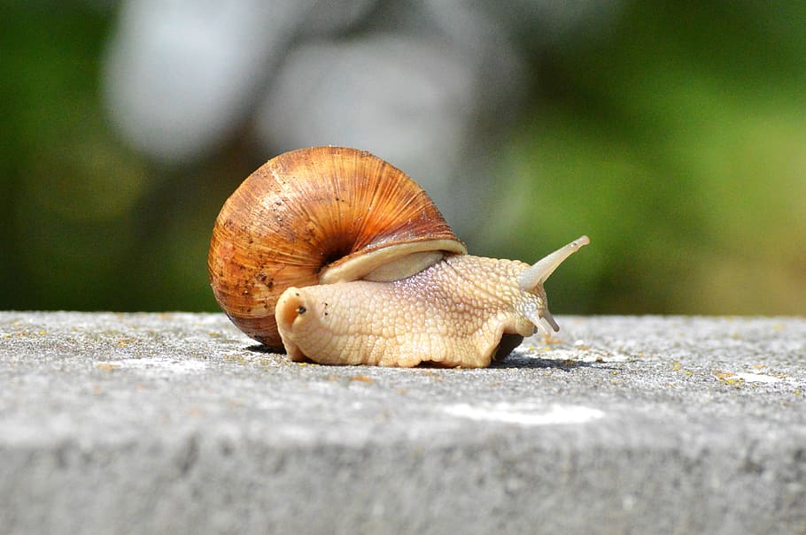 snail, shell, mollusk, animal, slowly, reptile, crawl, animal themes HD wallpaper