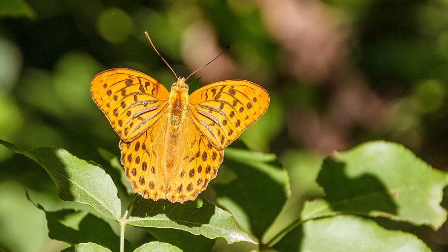 butterfly, close, orange, insect, blossom, bloom, invertebrate HD wallpaper