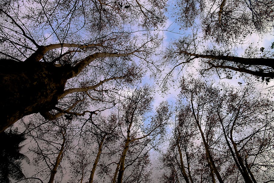 garden, hamma, algiers, tree, nature, branch, forest, sky, outdoors HD wallpaper