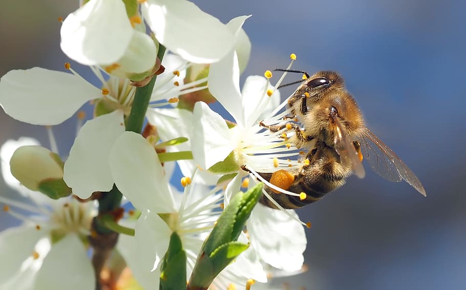 honey bee perching on white petaled flower in close-up photography HD wallpaper