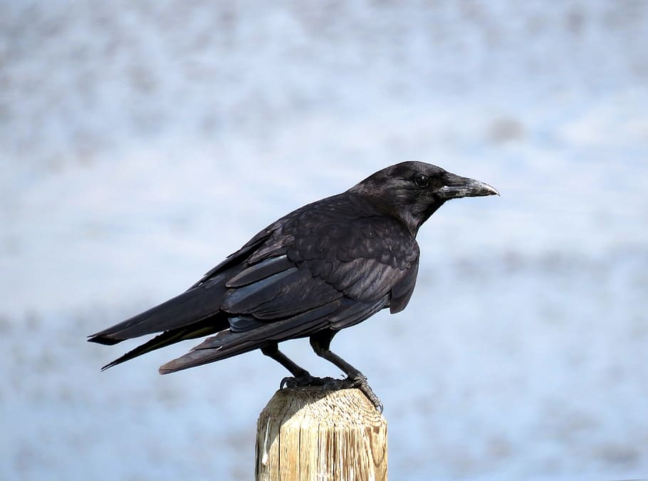 crow perched on wooden trunk, birding, birdwatching, animal themes HD wallpaper