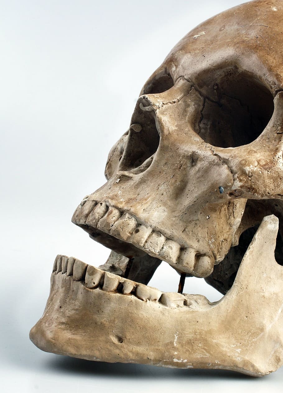 anatomy, Bone, cranium, face, head, jaw, skull, teeth, human Skull HD wallpaper