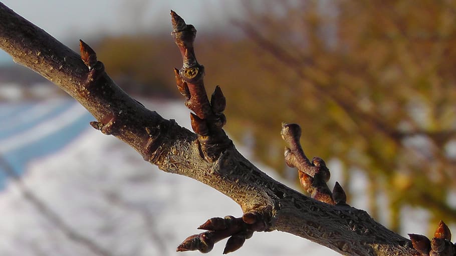 Branch, Tree, Nature, Bud, Winter, winter magic, snowy, spring awakening HD wallpaper
