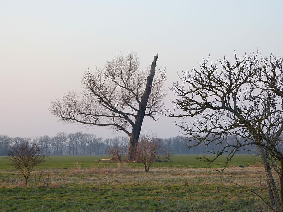 Tree, Lightning, Weft, Landscape, lightning weft, bare tree HD wallpaper