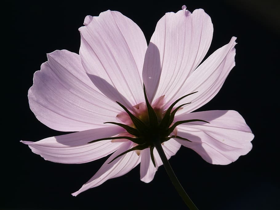 white petaled flower in bloom, cosmea, blossom, light pink, translucent, HD wallpaper