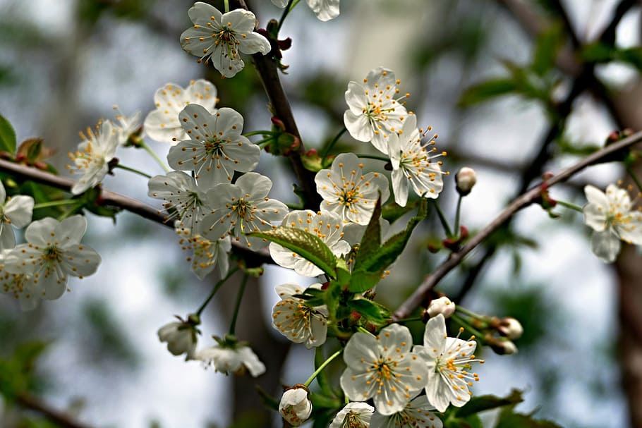 flower, blooming, blooming tree, spring, flowering, spring flower HD wallpaper