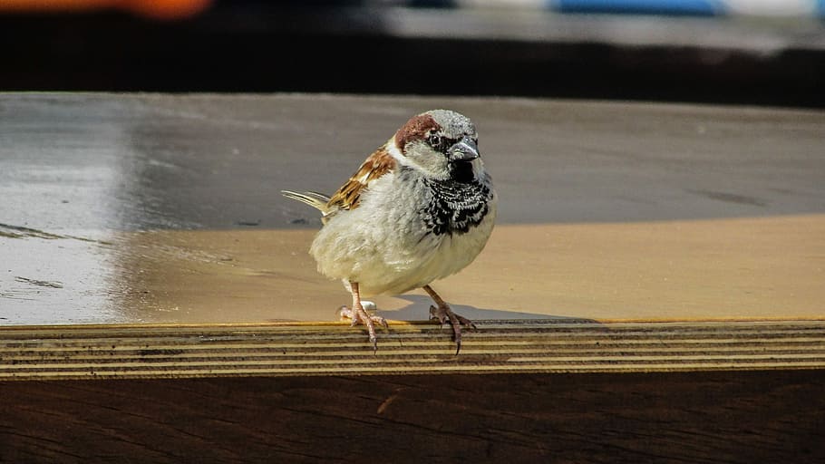 Sparrow, Visitor, Bird, Hungry, looking, one animal, animal themes HD wallpaper