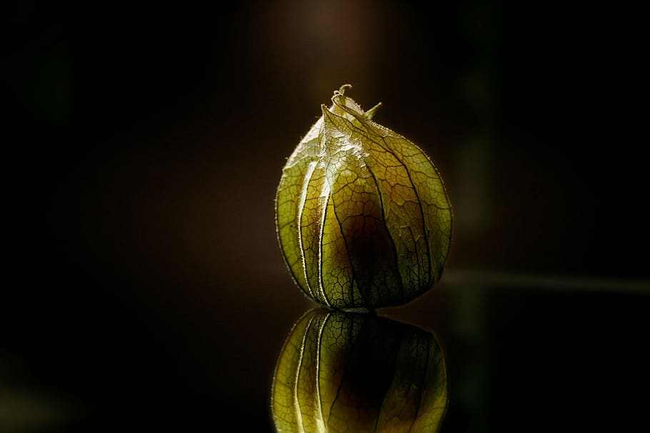 yellow and brown flowers in macro photography, physalis, close HD wallpaper
