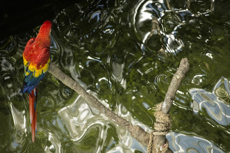 red, yellow, and blue parrot bird standing on tree branch, quote HD wallpaper