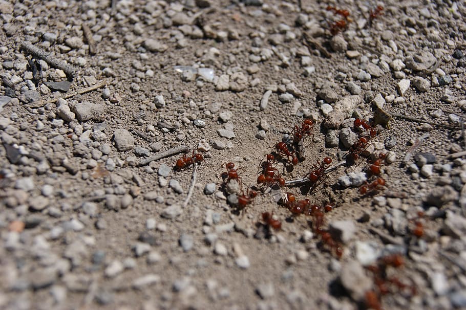 Anthill, Earth, Insects, Cologne, organization, arthropods HD wallpaper