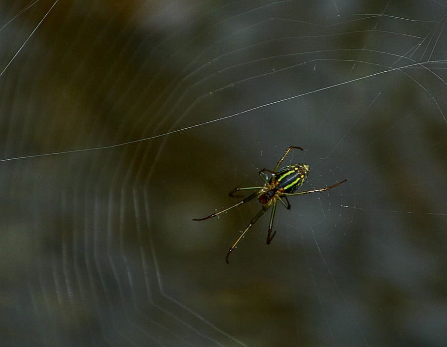 spider, web, nature, invertebrate, insect, animal themes, one animal HD wallpaper